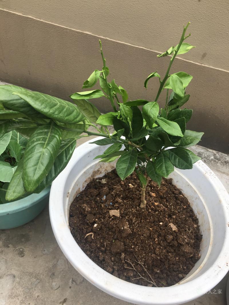 的简单介绍